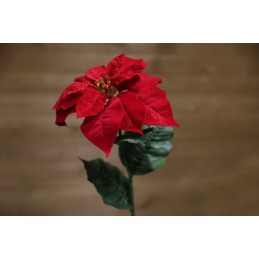 Vianočná ruža