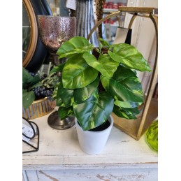 Umelý Pothos